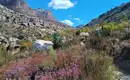 Bunte Fynbos-Vegetation in den Cederbergen, Südafrika