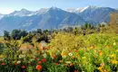 Bunte Blumen vor Bergkulisse in Meran, Südtirol.