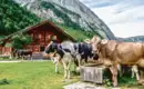 Alpenüberquerung: Von Alm zu Alm