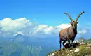 Ein Steinbock auf einem Berggipfel in den Allgäuer Alpen, umgeben von einer beeindruckenden Alpenlandschaft.