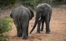 Zwei Elefanten in einer trockenen Landschaft in Südafrika