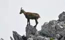 Ein Steinbock steht auf einem Felsen im Steinernen Meer.