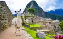 Lama steht vor den Ruinen von Machu Picchu in Peru