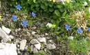 Natur intensiv im Alpenpark Karwendel