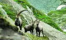 Natur intensiv im Alpenpark Karwendel