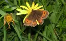 Rundaugen Mohrenfalter mit orangen Flecken auf gelber Blume in alpiner Wiese.