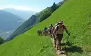 Gruppe von Wanderern auf einem grünen Pfad in den Alpen