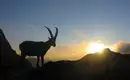 Steinbock-Wanderwoche im Allgäu