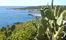 Kaktus und Küstenlandschaft mit blauem Meer in Apulien, Italien.