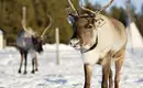 Magische Winteridylle in Schweden: Authentische Naturerlebnisse im Wildnisgehöft Solberget