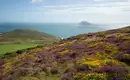 Blühende Wiesen auf Jersey mit Blick aufs Meer und Hügel.