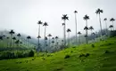 Hohe Wachspalmen im nebligen Cocora-Tal auf grünen Hügeln.