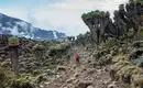 Kilimanjaro: Machame-Route (Southern Cicuit)