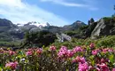 Alpenrosen blühen vor alpiner Berglandschaft mit schneebedeckten Gipfeln.