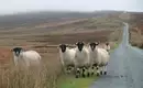 Schafe auf einer Landstraße in Irland, umgeben von leichtem Nebel.