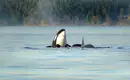 Zwei Orcas tauchen in der Nähe von Vancouver Island auf.