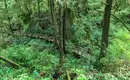 Ein schmaler Pfad aus Holzbohlen führt durch dichten Regenwald auf Vancouver Island.