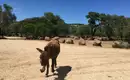 Sardiniens Ostküste individuell erwandern