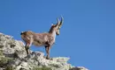 Ein Steinbock steht auf einem felsigen Berg mit klarem blauen Himmel im Hintergrund.