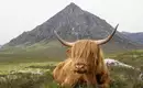 Schottland - West Highland Way - 8 Tage