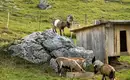 Alpenüberquerung am Romediusweg von Innsbruck ins Südtiroler Passeiertal