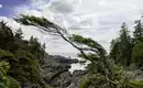 Wilde Küstenlandschaft und Bäume auf Vancouver Island