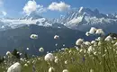 Feld mit Baumwollgras vor den schneebedeckten Gipfeln der Alpen.