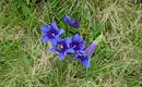 Blauer Enzian auf einer Bergwiese in den Alpen, umgeben von Gras und winzigen Pflanzen.