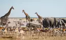 Namibia & Botswana - Tiervielfalt zwischen Wüstenbergen und Flussoasen