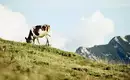 Eine Kuh weidet auf einer grünen Alpweide mit Bergkulisse und blauem Himmel im Hintergrund.