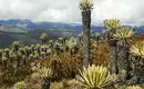 Kolumbien hautnah erleben: Trekkingabenteuer von den Bergen bis zur Karibikküste