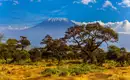 Kilimanjaro individuell - Lemosho Route 