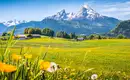 Blumenwiese vor den Berchtesgadener Alpen mit Watzmann Gipfel.