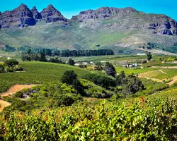 Südafrikanische Weinberge vor einer malerischen Bergkulisse, ideal für Weinreisen und Naturerlebnisse in der Kapregion.