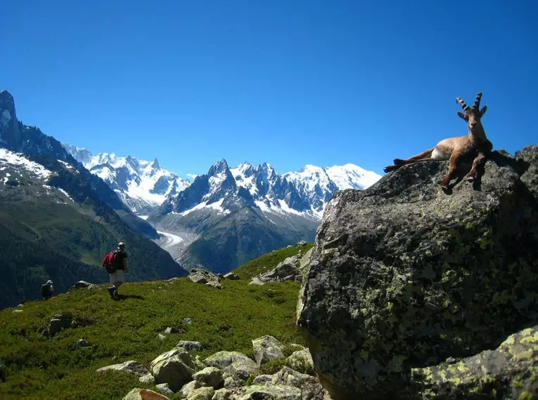 Bergwanderer im Mont Blanc Gebirge, mit Gletscher und Steinböcken.