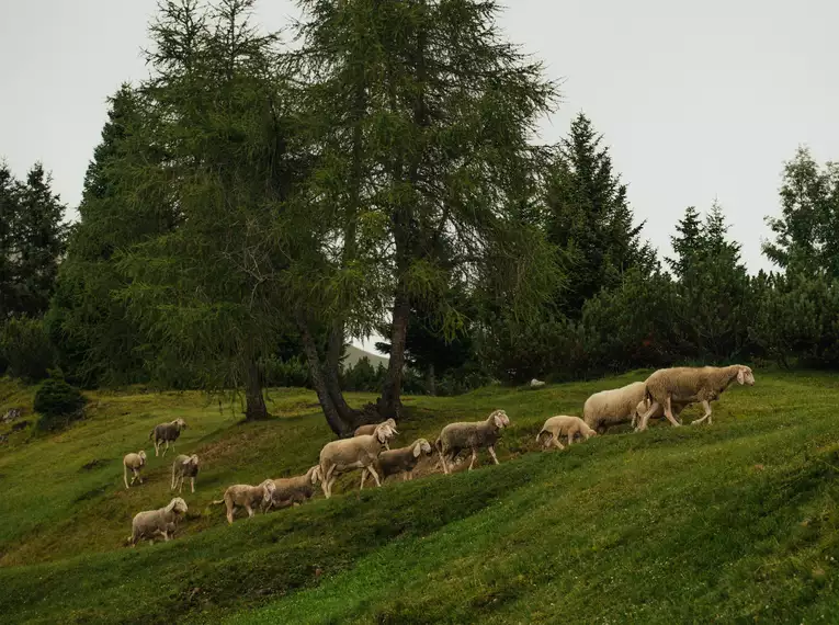 Individuelle Alpenüberquerung von Alm zu Alm