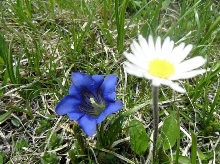 Ein Enzian und ein Gänseblümchen zwischen Gräsern auf einer Wiese in den Alpen.