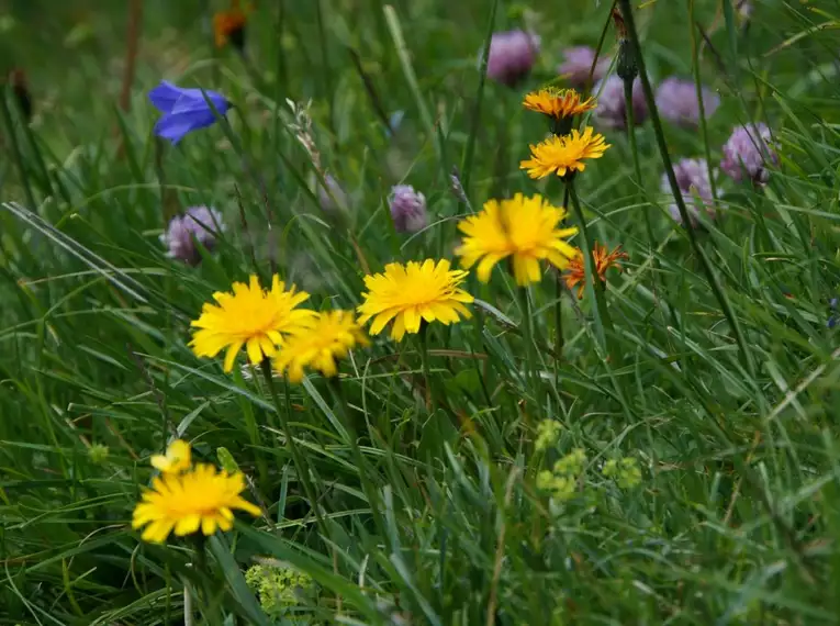 Naturerlebnis Wandern in den Salzburger Kalkalpen