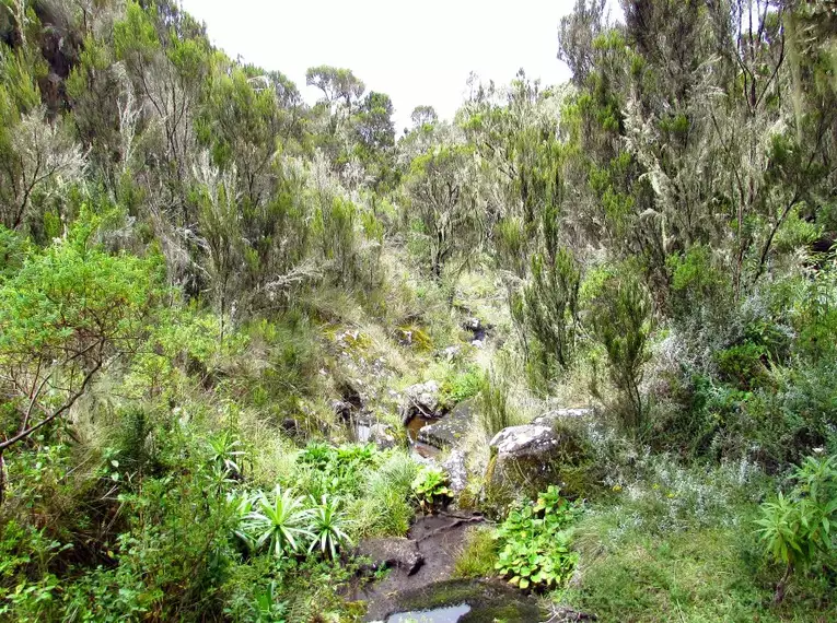 Kilimanjaro: Marangu-Route