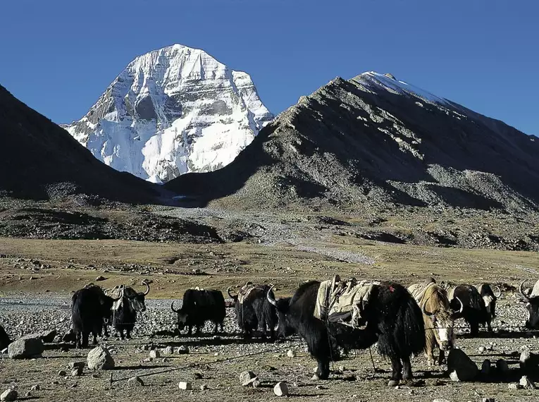 Yaks grasen auf einem Plateau vor dem majestätischen, schneebedeckten Berg Kailash.