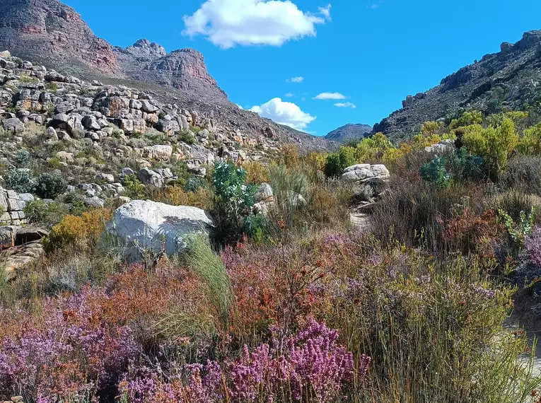 Bunte Fynbos-Vegetation in den Cederbergen, Südafrika