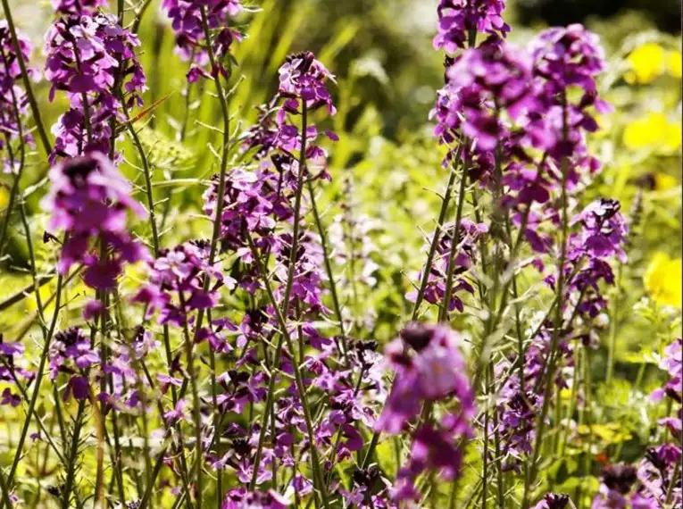 Lila Blumen vor unscharfem Hintergrund auf Jersey.