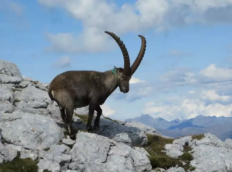 Wild Trails - die etwas andere Dolomitendurchquerung