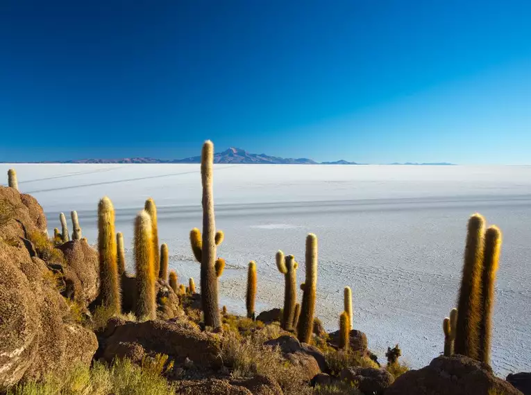 Blick auf Kaktuslandschaft vor dem Salar de Uyuni