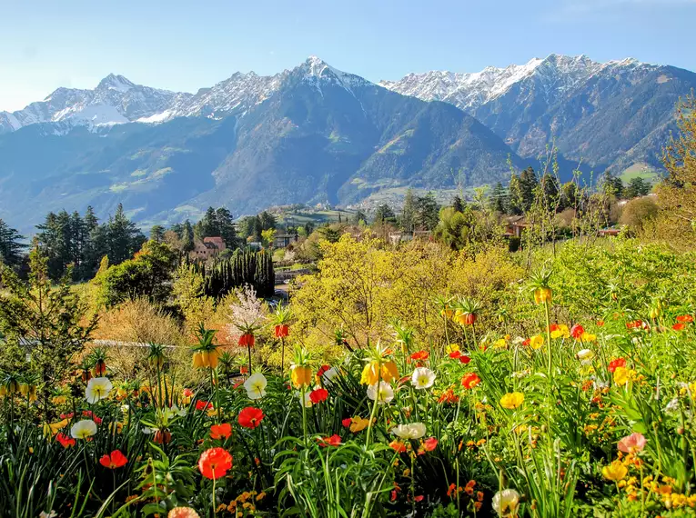 Bunte Blumen vor Bergkulisse in Meran, Südtirol.