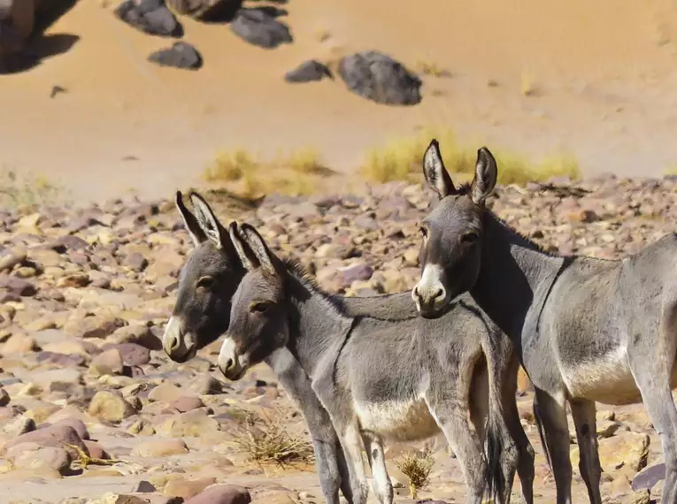 Drei Esel stehen in einer steinigen Wüstenlandschaft der Sahara.