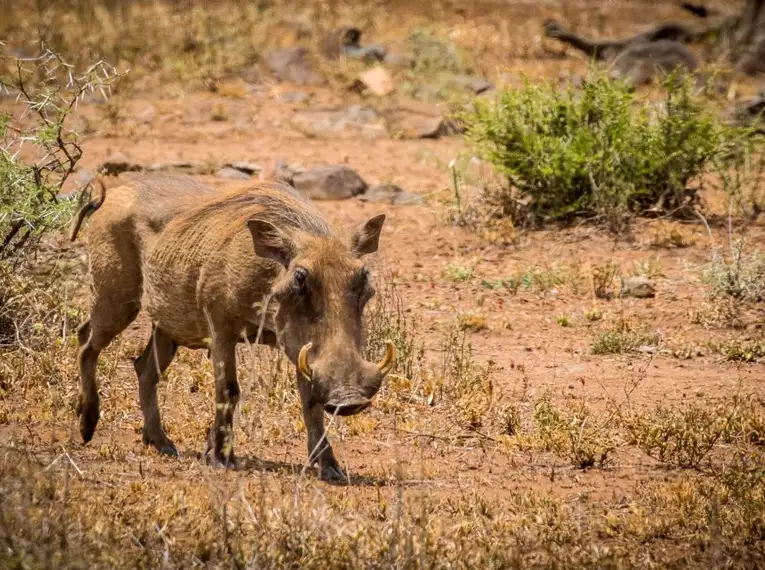 Ein Warzenschwein läuft durch die trockene Savanne in Südafrika.