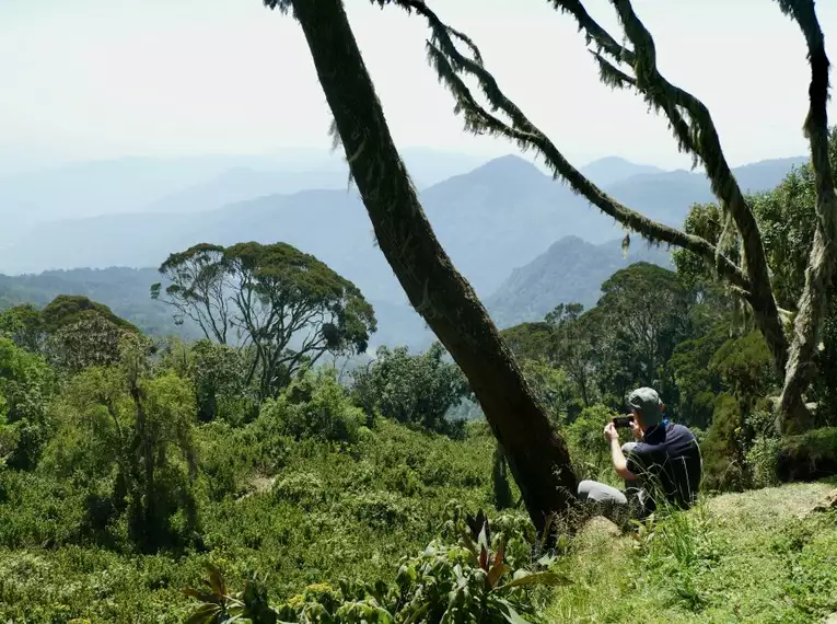 Uganda: Auf den Spuren der majestätischen Berggorillas