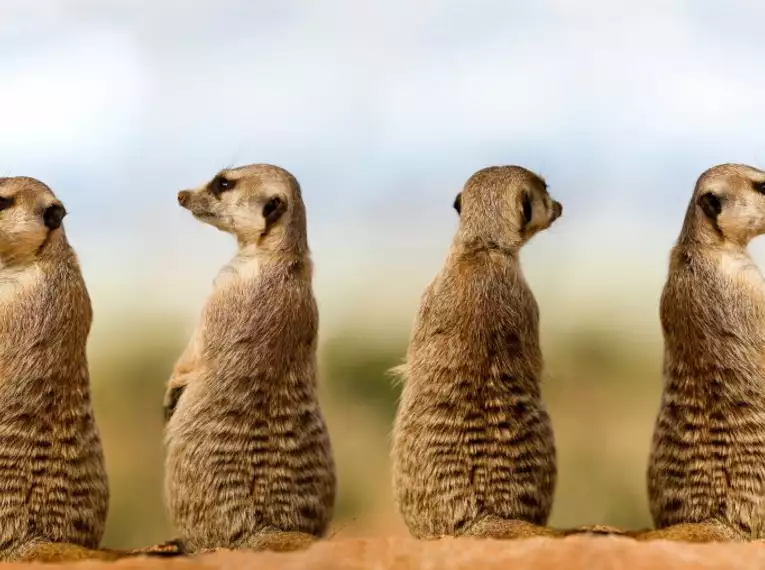 Namibia & Botswana - Tiervielfalt zwischen Wüstenbergen und Flussoasen