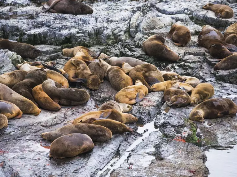 Patagonien erkunden: Faszinierende Abenteuer in Chile und Argentinien